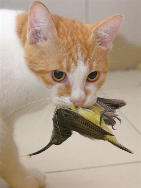 Do Cat Eat Birds? - Better With Cats