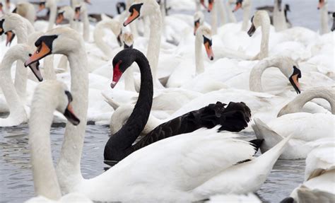 Black Swans or Wild Geese? – Process Improvement Institute