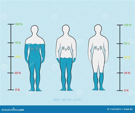 Silhouette Infographic Showing Water Percentage Level in Human Body ...