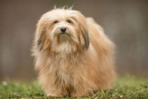 25 Havanese Colors That Will Blow Your Mind