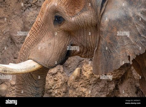 African elephant (Loxodonta africana) in the African Savanna habitat at ...