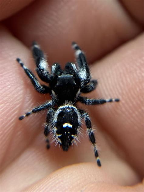 Male Phidippus Audax “Bryantae” Jumping Spider $60 True Spider by ...