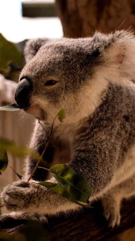 Koala bear Eating Leaves: An immersive guide by Bring Side