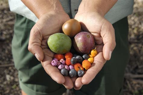 Bush Foods - NSW Schools Reconciliation Challenge