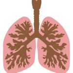 respiratory system | Free SVG