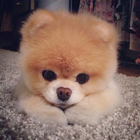 80 Best Of Boo The Pomeranian Haircut - Haircut Trends