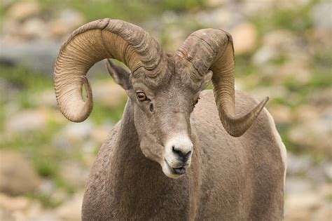 Bighorn Sheep Glacier National Park Photograph by Sebastian Kennerknecht | Pixels