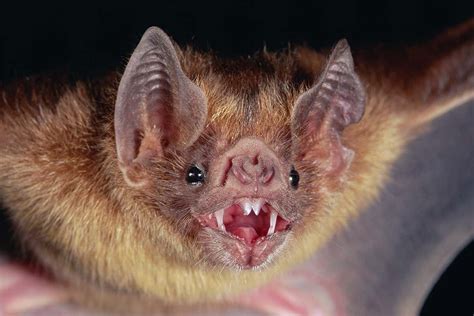 Vampire bat adopts orphan baby bat after untimely death of its mother | New Scientist