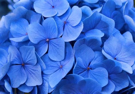 BEAUTIFUL BLUE HYDRANGEAS Iphone 5c Wallpaper, Retina Wallpaper, Desktop Wallpapers Backgrounds ...