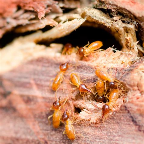 Termites Pest Control and Information | Family Handyman