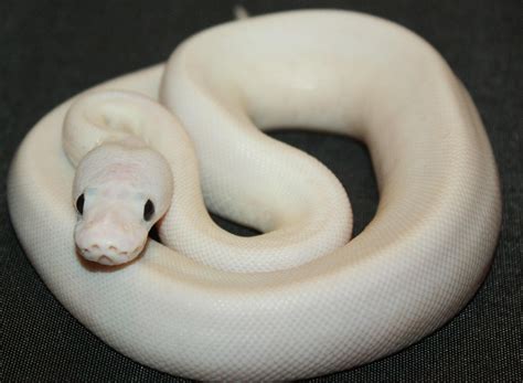 SE England Royal Python Morphs - 2012 updated list - Reptile Forums