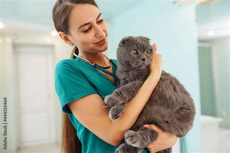 In a modern veterinary clinic, a thoroughbred cat is examined and treated on the table.Y oung ...