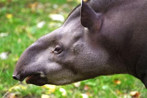 Tapir Mountain Nature Reserve in Belize - Everything You Need To Know