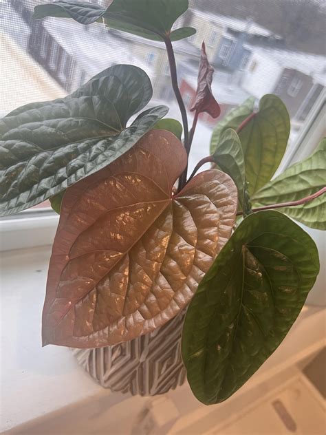 New Leaf 🍃 : r/houseplants