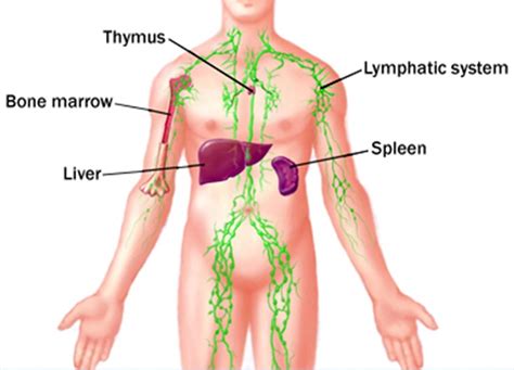 Thymus Gland - Bio-Testing Therapy International - Bio-Testing Therapy International