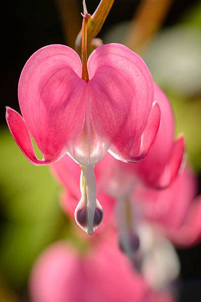 300+ Bleeding Heart Flower Arrangement Stock Photos, Pictures & Royalty-Free Images - iStock