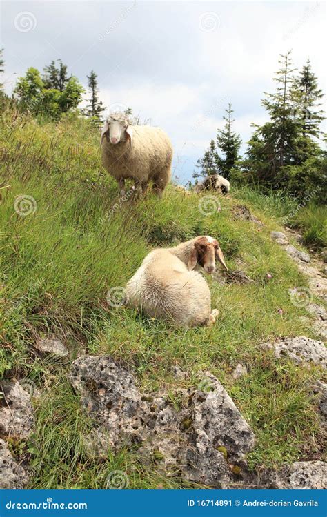 Mountain Sheep stock image. Image of herd, wool, alpine - 16714891