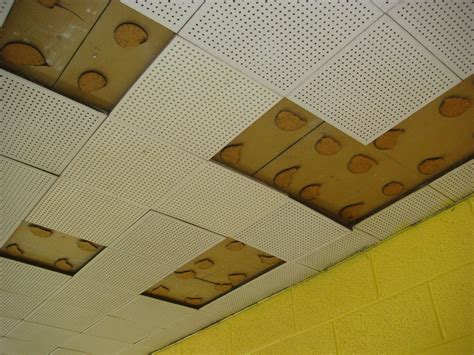 Cellulose Ceiling Tiles