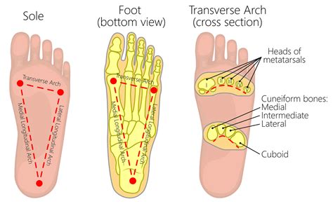 The Arches of the Foot - Longitudinal - Transverse - TeachMeAnatomy