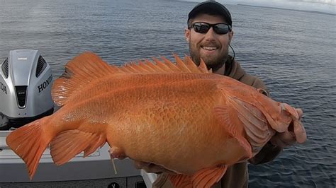 Giant Yelloweye Rockfish! Fishing in Juneau, Alaska! JUNE 2020 - YouTube