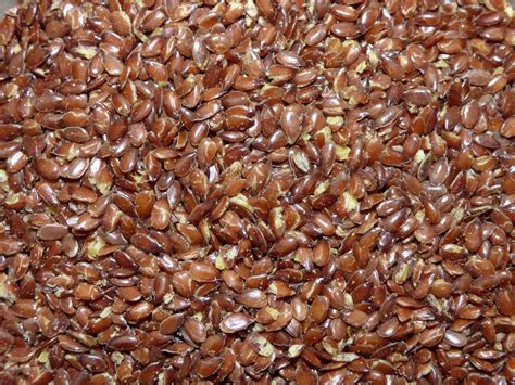 Linseed Free Stock Photo - Public Domain Pictures