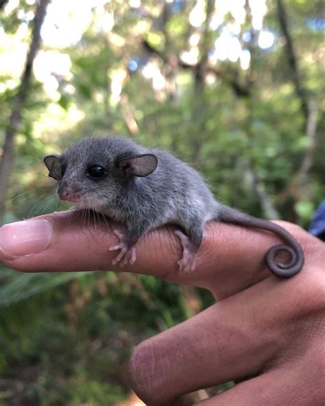 🔥Baby Eastern Pygmy Possum found years after local reintroduction 🔥 : r/NatureIsFuckingLit
