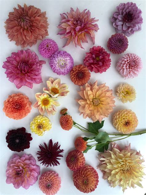 Comprehensive Dahlia Variety Guide by Color