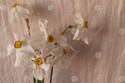 Spring Flowers - White Daffodils Stock Image - Image of nature, color: 143449507