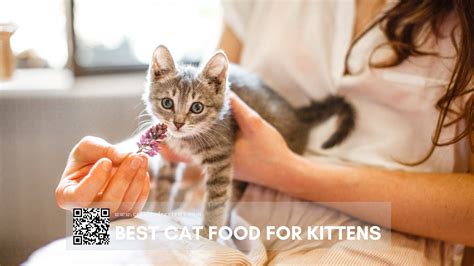 Best cat food for kittens - all about cats food reviews