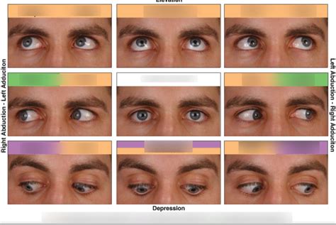 Eye muscles Diagram | Quizlet