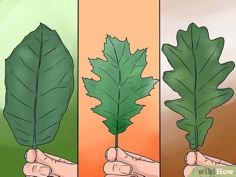 Different Types Of Oak Leaves