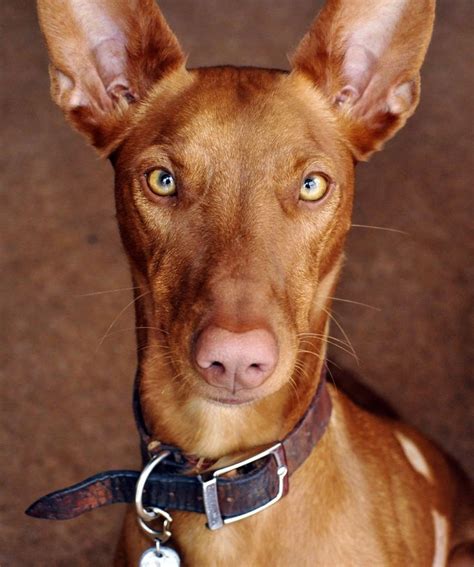 pharaoh hound - Google Search | Pharaoh hound, Hound dog, Pharaoh hound puppies