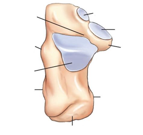 Subtalar Joint Diagram Diagram | Quizlet