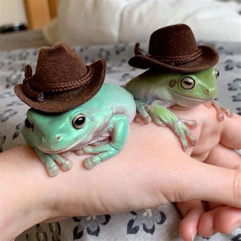 Dumpy Tree Frogs Adorable DumpyThicc Instagram Account