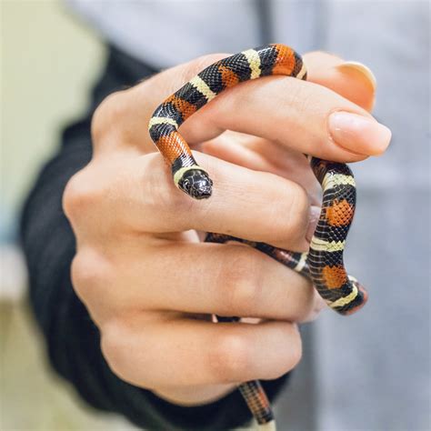 Care for snakes — AVIAN & EXOTIC ANIMAL CLINIC