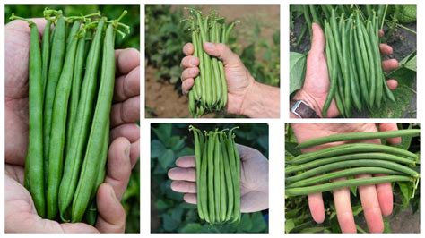 The Best Green Bean Varieties You'll Want To Grow - Growing Produce