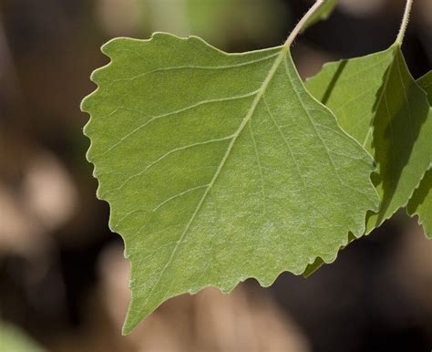 Fremont Cottonwood Leaf, Populus fremontii, Cottonwood Spring, Joshua Tree National Park ...