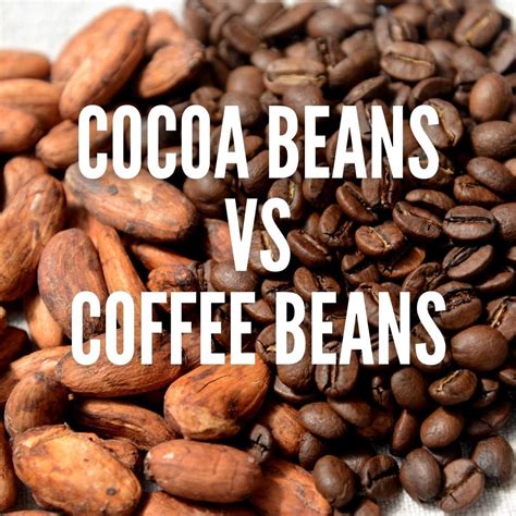 Cocoa Beans vs Coffee Beans - Texanerin Baking