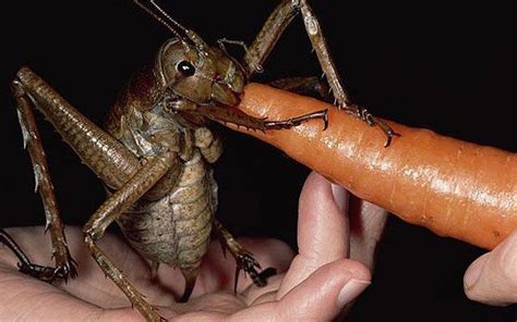 Les plus gros dans leur genre : 18 photos d’animaux XXL | Biggest insect, Insects, Funny animal ...