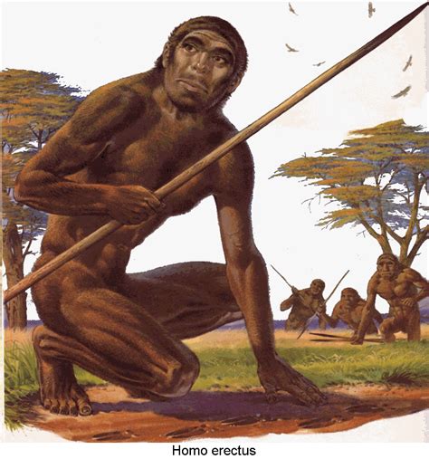 Homo erectus, first to use fire. Evolution Science, Human Evolution, Homo Habilis, Human ...