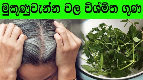 මුකුණුවැන්න වල විශ්මිත ගුණ - Amazing properties of Mukunuwenna - YouTube