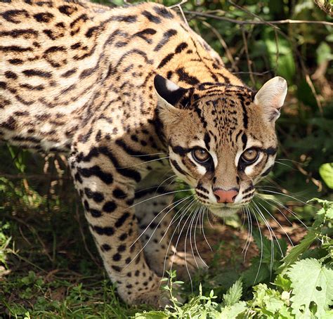 The Ocelot – Really Back From the Brink? | The Ark In Space