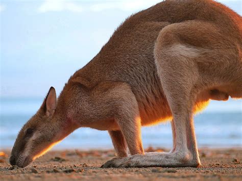 Animal Australia Beach - Photo gratuite sur Pixabay - Pixabay