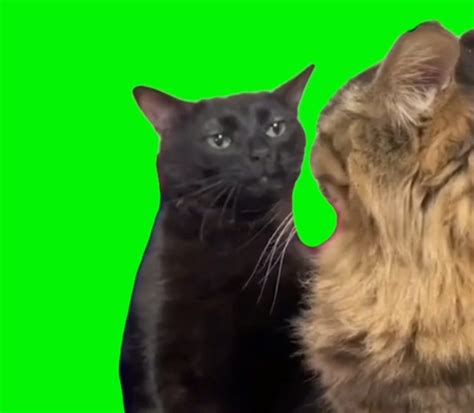 Cat staring at another cat - Video Meme