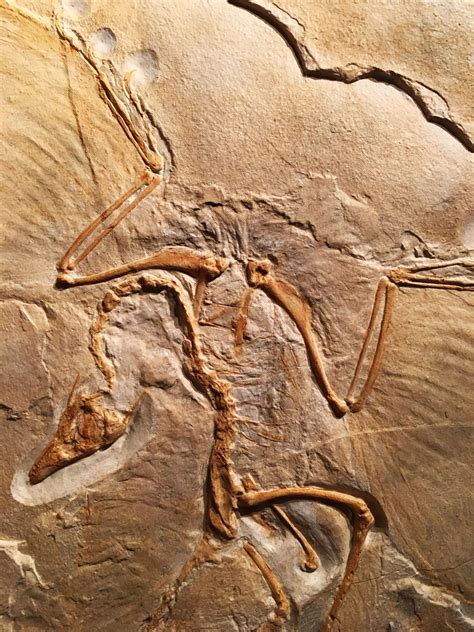 Realistic Replica Archaeopteryx Dinosaur Fossil | Replica Fossils - Interior design ...