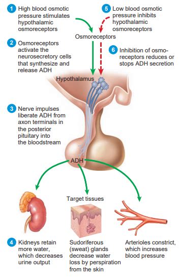 Regulation and Function of Antidiuretic Hormone, Vasopressin Function ...