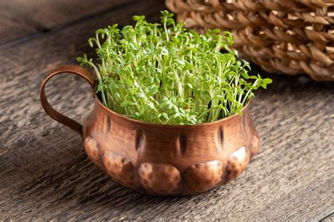 Growing Cress, a Nutrient Powerhouse - Southeast AgNET