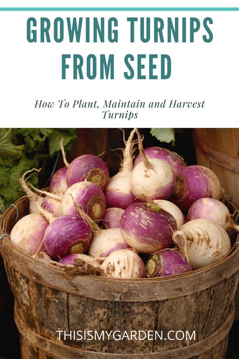 Growing Turnips From Seed - How To Plant, Maintain and Harvest Turnips in 2021 | Growing turnips ...