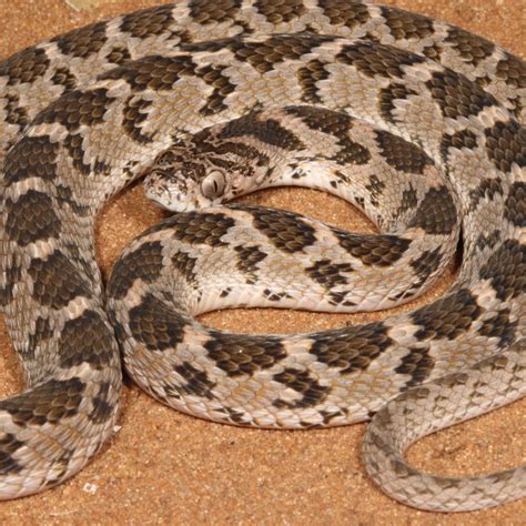 Common Egg-eater - African Snakebite Institute