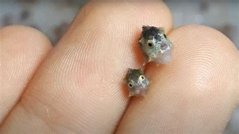 Baby sunfish on fingertips!!! (This is not my pic....credit to u/Imanerrrd) : r/tinyanimalsonfingers